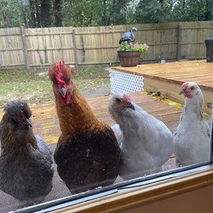 Meet your Posher, Wendy